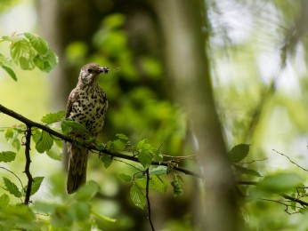 </span><span>Misteldrossel <a href=https://ernst-wilhelm-grueter.de/rumaenien/misteldrossel/#main/><span style='color:salmon;font-size: 1.00em;font-weight: normal'>Infos</strong></a> © @ewgfoto</span>