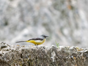 </span><span> <a href=https://ernst-wilhelm-grueter.de/rumaenien/attachment/87929/#main/><span style='color:salmon;font-size: 1.00em;font-weight: normal'>Infos</strong></a> © @ewgfoto</span>