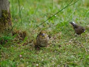 </span><span>Aufgenommen in der Nähe eines Futterhäuschens <a href=https://ernst-wilhelm-grueter.de/kernbeisser//><span style='color:salmon;font-size: 1.00em;font-weight: normal'>Kernbeisser</strong></a> <a style='color:salmon' href='mailto:ewgfoto@posteo.de?subject=BILD%2088088%20Kernbeisser'> © Ernst Wilhelm Grüter</a></span>