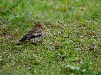 </span><span>Aufgenommen in der Nähe eines Futterhäuschens <a href=https://ernst-wilhelm-grueter.de/kernbeisser-2//><span style='color:salmon;font-size: 1.00em;font-weight: normal'>Kernbeisser</strong></a> <a style='color:salmon' href='mailto:ewgfoto@posteo.de?subject=BILD%2088091%20Kernbeisser'> © Ernst Wilhelm Grüter</a></span>