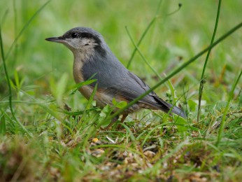 </span><span>Aufgenommen in der Nähe eines Futterhäuschens <a href=https://ernst-wilhelm-grueter.de/auf-dem-campingplatz/kleiber-6/#main/><span style='color:salmon;font-size: 1.00em;font-weight: normal'>Infos</strong></a> EWG©EWG <a style='color:salmon' href='mailto:ewgfoto@posteo.de?subject=BILD%2088103%20Kleiber'>e.w.grueter/ewgfoto</a></span>