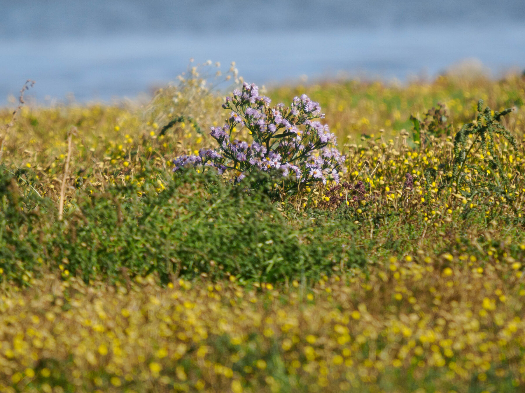 Vogelbobachtung auf Fehmarn Am Grünen Brink