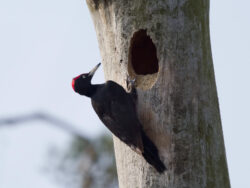 Ein Schwarzspecht sitzt an der Nisthöhle eines toten Baumes.