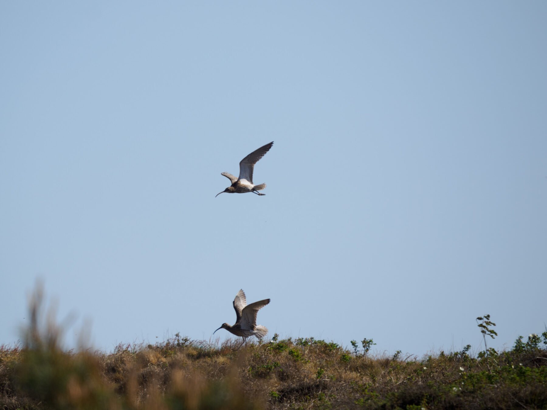 Texel 2025, Großer Brachvogel