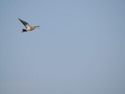 Texel 2025 Uferschnepfe