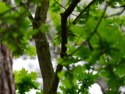 Texel 2024 Rotkehlchen