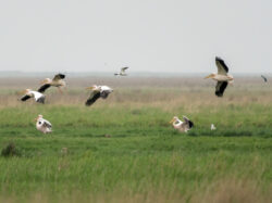 Ein Schwarm von Rosapelikanen setzt zur Landung auf eine Brache im Donaugebiet an.