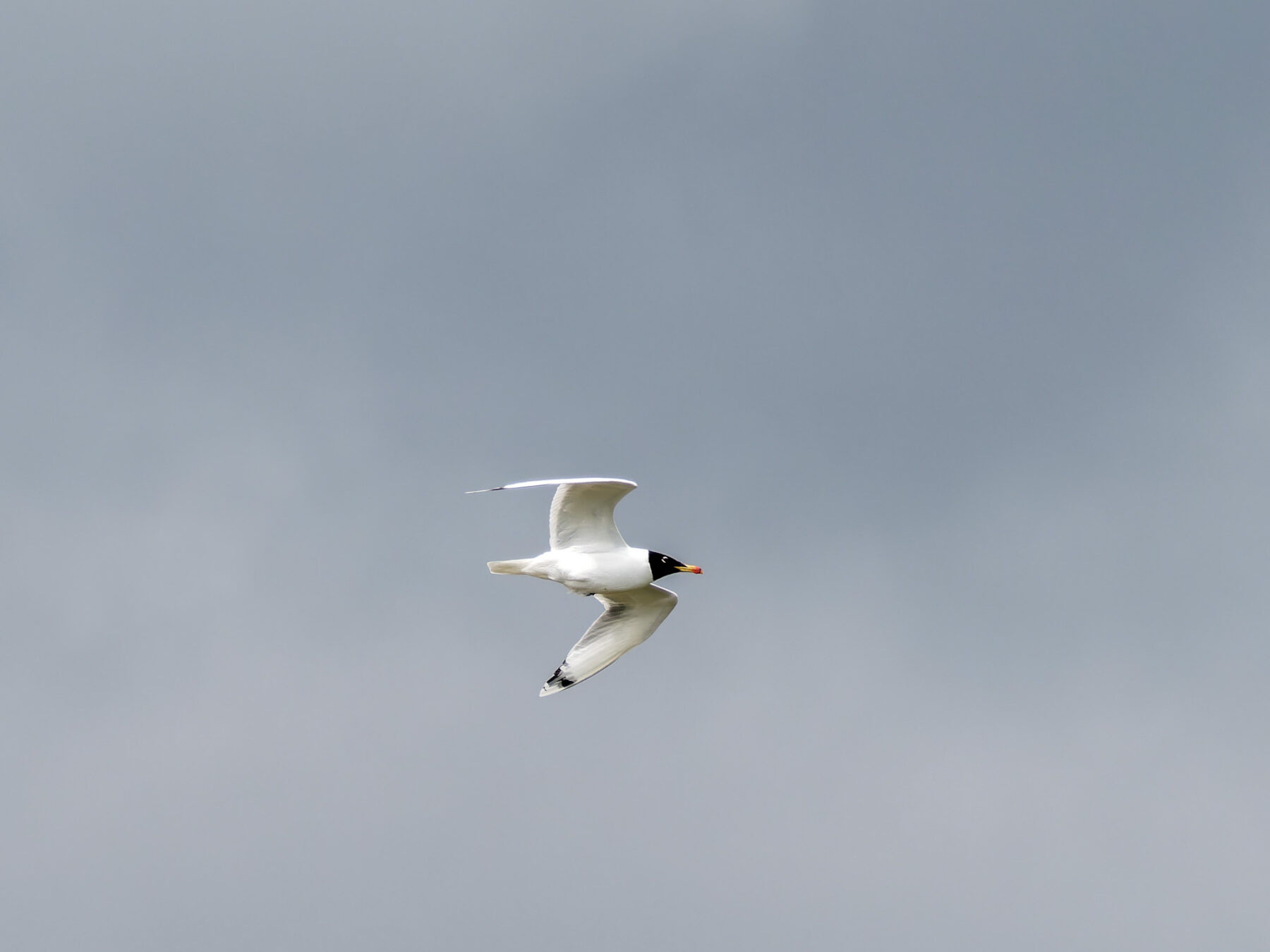Eine Fischmöwe fliegt vor grauem Himmel